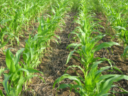 Bild eines Maisfeldes mit noch jungen Maispflanzen