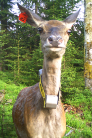 Dospělý jelen evropský označený obojkem s GPS (© Jelení projekt)
