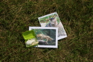 Fotos von Wild- und Hauskatze und ein Schädel einer Wildkatze auf einer Wiese.