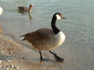 Kanadagans stehend am Ufer