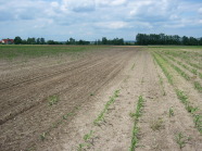 Maisfeld mit ausgezupften Maispflanzen