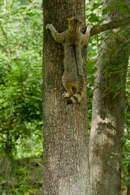 Wildkatze klettert am Baum