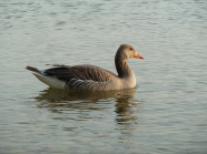 Graugans schwimmend seitlich