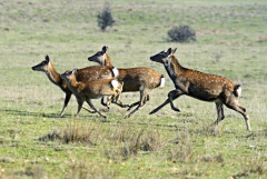 Ein Rudel weibliches Sikawild im schnellen Lauf über eine Wiese, von rechts nach links.