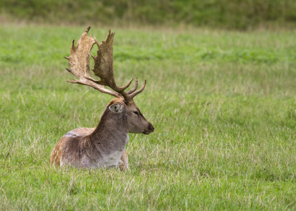 Damwild