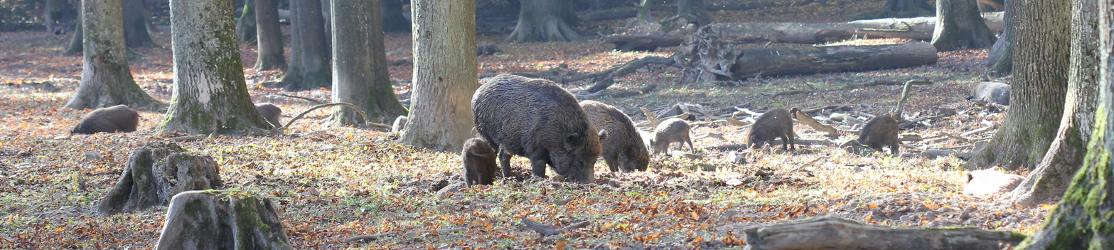 mehrer große und kleine Wildschweine wühlen im Waldboden.
