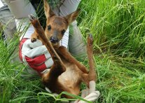 Rehkitz wird mit Handschuhen aufgehoben