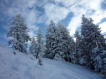 Fichte Bestand Winter Schnee