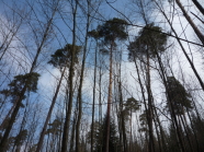 mehrere alte Kiefern gen Himmel in die Kronen fotografiert. Im Vordegrund andere Laubbäume ohne Blätter.