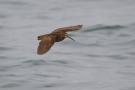 Waldschnepfe fliegt über Wasserfläche