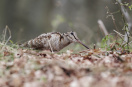 Waldschnepfe auf Weg