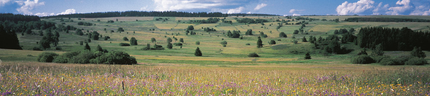 offene Landschaft mit Waldrändern und vielen Brachflächen