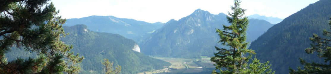 Wald-Banner1