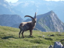 Steinbock auf grüner Wiese vor Alpenpanorama.