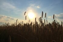 Roggenfeld vor aufgehender Sonne