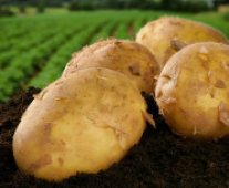 Kartoffel auf Erdhügel mit Feld im Hintergrund