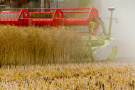 Mähwerk eines Mähdreschers erntet Rapsfeld