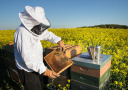 Imker vor Bienenstock am Rapsfeld