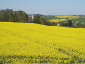 Rapsfeld mit Kirche im Hintergrund