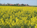 Rapsfeld mit Dorf im Hintergrund