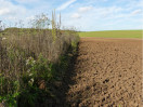 Übergang Feld und Wiese