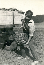 Altes Bild eines Bauern bei der Kartoffelernte