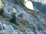 Gämsen in der Steilwand