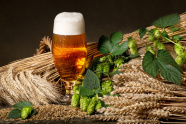 Glas Bier mit Hopfendolden und Weizenähren