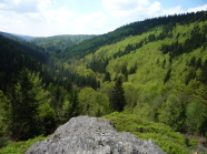 Waldlandschaft im Frühjahr