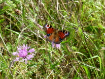 Ein Schmetterling sitzt auf einer Blume in einer grünen Wiese