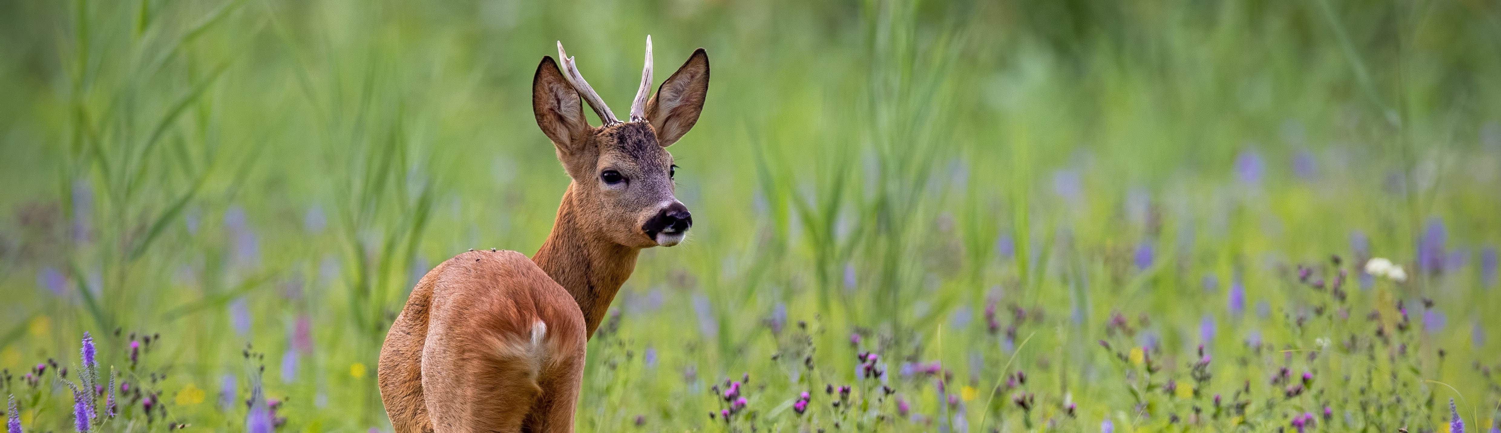 Rehwild Kräuter Kopfbild 2