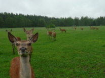 Ein Rudel Rotwild auf Weide