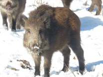 ein Wildschwein steht im Schnee.