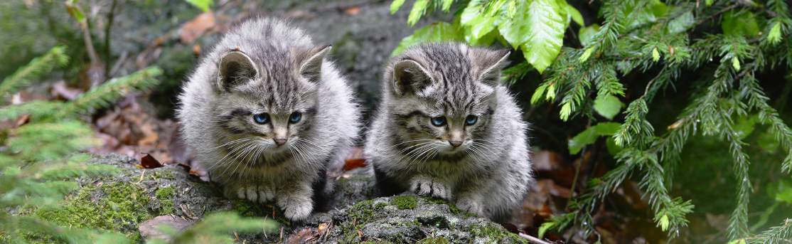 zwei junge Wildkatzen sitzen auf einem Stein im Wald