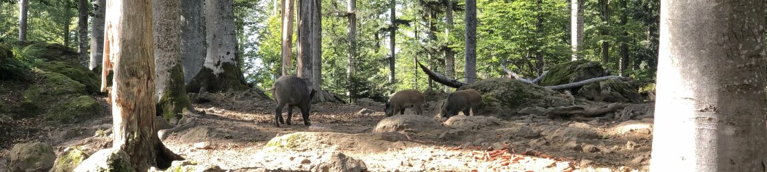 Wildgehege Schwarzwild Bayerischer Wald Fütterung