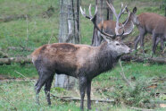 Baysf Hirsch-wildgehege-hufeisen