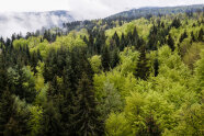 Baumwipfel, Waldlandschaft in verschiedenen Grüntönen, Nebelschleier