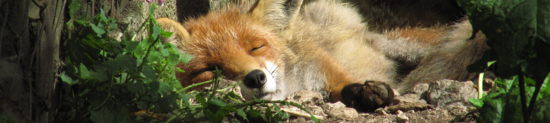 ein schlafender Fuchs