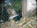 Katze geht durch Loch im Gartenzaun