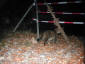 Katze läuft unter Absperrband im Garten her