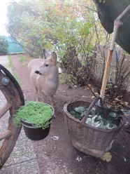 Ein Reh im Garten