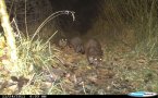 drei Fischotter nachts mit einer Wildkamera fotografiert