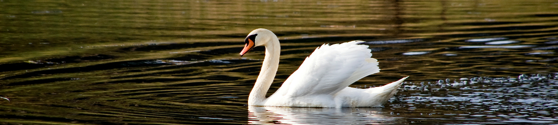 Höckerschwan schwimmt auf einem See von rechts nach links.