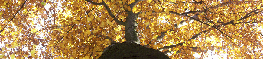 Blätterdach im Herbst, Baumkrone als Baummarderhabitat