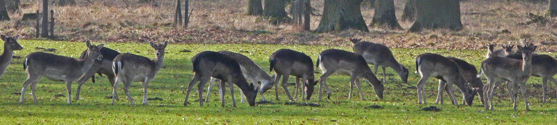 ein Rudel Damwild auf einer Wiese mit herbstlichem Wald im Hintergrund