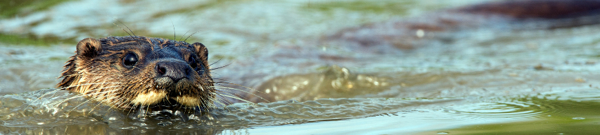 Fischotter schwimmend