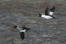 Ein Schellenten Paar (Männchen und Weibchen) fliegen über ein Gewässer