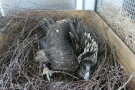 junger Barteier liegt in Nest