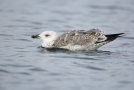 Mittelmeermöwe Jungvogel schwimmend