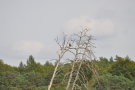 Seeadler auf Baum sitzend